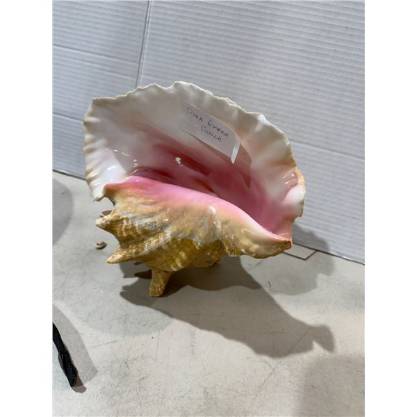 Queen conch Shell