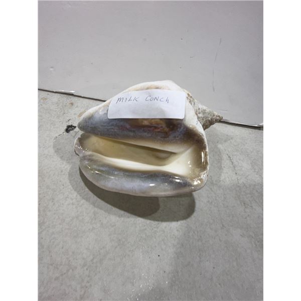 Milk, conch shell