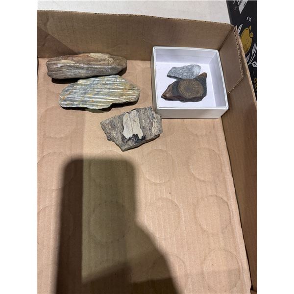 Fossils
