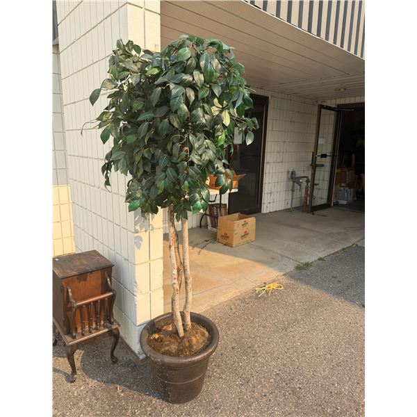 Official Tree