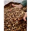 Image 2 : 1 Tote of Peanuts