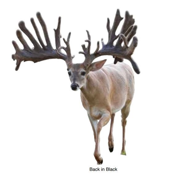 2 Grade 1 Embryos Back in Black (282313) / PK 8149 (262840)