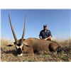 Image 1 : 1st Class South Africa Safari for (4) Hunters 7 Days / 8 Nights