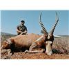 Image 2 : 7 Days of Hunting, 2 Hunters, 4 Animals, & Licenses - PAC Donation