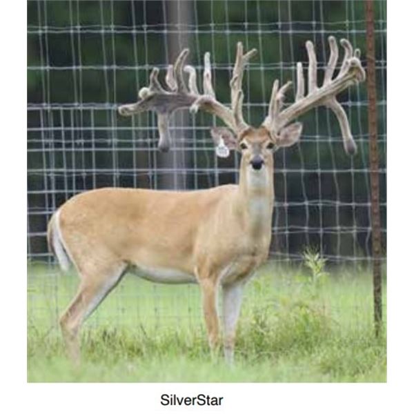 2 Semen Straws of CC Bar SilverStar 944