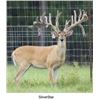 Image 1 : 2 Semen Straws of CC Bar SilverStar 944