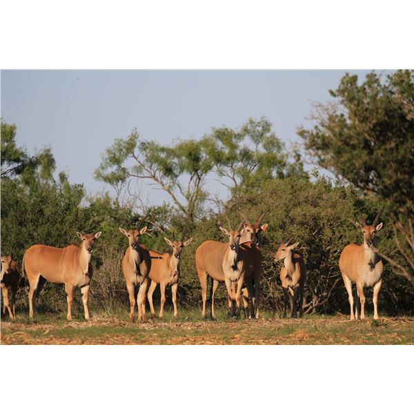 3 Day / 2 Night Eland Management Hunt for 2 Hunters and 2 Non-hunters