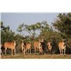 Image 1 : 3 Day / 2 Night Eland Management Hunt for 2 Hunters and 2 Non-hunters