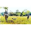Image 1 : Quail Day Hunt at Feathered Forest