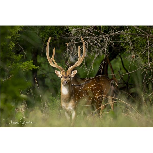 3 Day / 2 Night All Inclusive Trophy Hunt