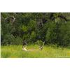 Image 3 : 3 Day / 2 Night All Inclusive Trophy Hunt