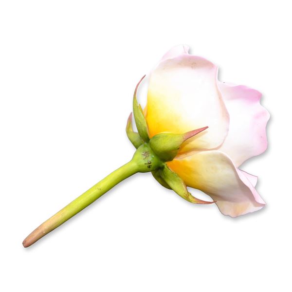 Connoisseur Porcelain Sculpture Masterpiece Pink Rose Prototype Model AP, Rare