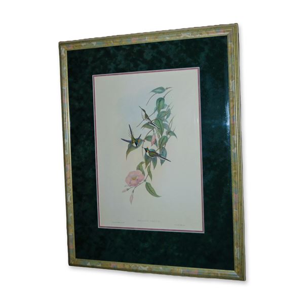 John J. Gould, "Hellactin Cornuta" Hummingbirds and Floral, Original Hand-Colored Engraving, 19th C.