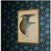 Image 2 : Lizars Variegated Plantain Eater Bird, Hand Colored Engraving, Tapestry Mat, Custom Frame, 19th C