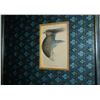 Image 3 : Lizars Variegated Plantain Eater Bird, Hand Colored Engraving, Tapestry Mat, Custom Frame, 19th C