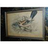 Image 2 : Lizars Jay Bird, Hand Colored Engraving, Tapestry Mat, Custom Frame, 19th C