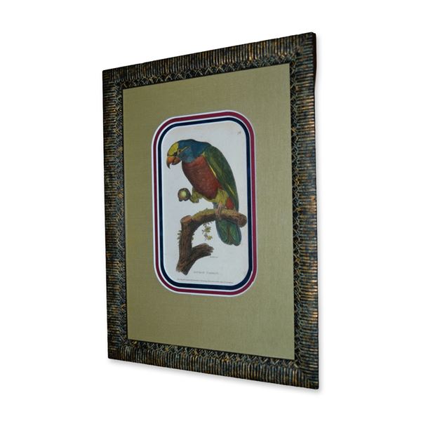 Griffith, Aourou Parrot, Hand Colored Engraving, Custom Frame, Circa 1811