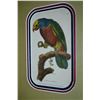 Image 2 : Griffith, Aourou Parrot, Hand Colored Engraving, Custom Frame, Circa 1811