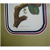 Image 3 : Griffith, Aourou Parrot, Hand Colored Engraving, Custom Frame, Circa 1811