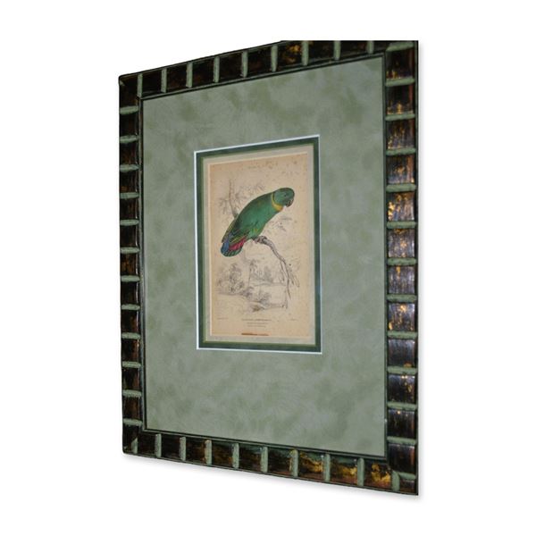 Lizars Agapornis Swinderianus "Swinderns Love Bird" Hand Colored Engraving, Custom Frame, 19th C