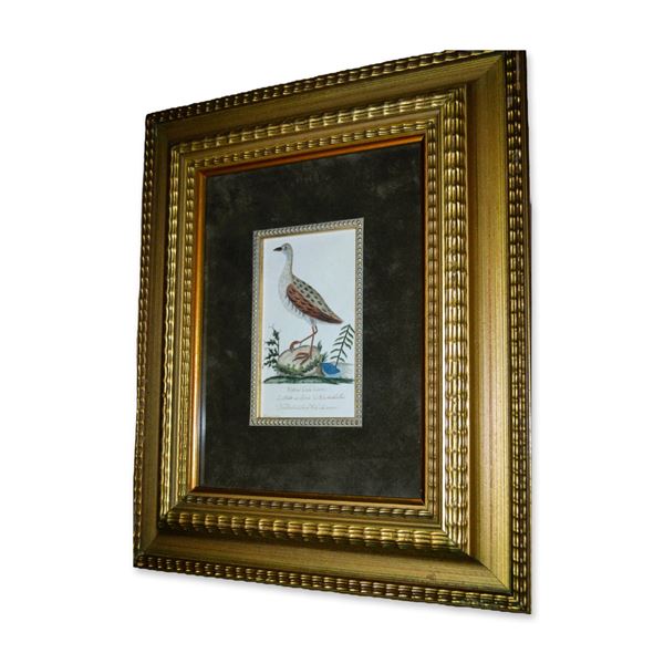 D. Bauch Rallus Crex Linn, Water Bird Crane, Original Watercolor, Custom Frame, Circa 1803