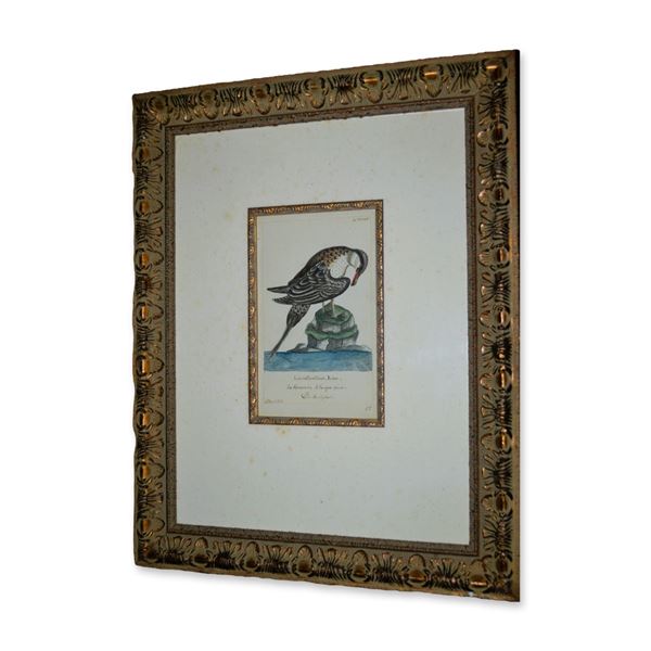 D. Bauch Larus Paraliticus, Linn Water Bird On Rock, Original Watercolor, Custom Frame, Circa 1803