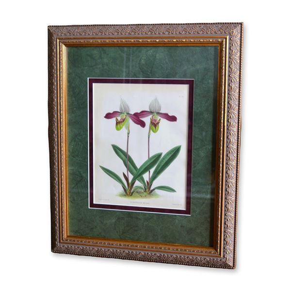 J. Nugent Fitch HC Orchid Floral, Cypripedium Meirax, Museum Quality Frame, 19th C