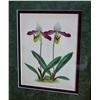 Image 2 : J. Nugent Fitch HC Orchid Floral, Cypripedium Meirax, Museum Quality Frame, 19th C