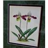 Image 3 : J. Nugent Fitch HC Orchid Floral, Cypripedium Meirax, Museum Quality Frame, 19th C