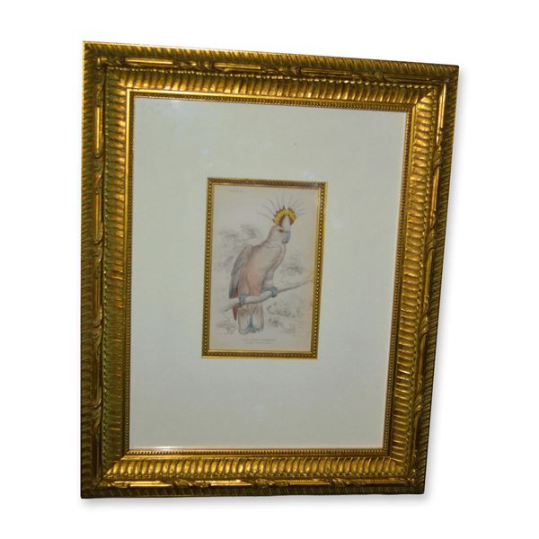 Lizars Tricolour Crested Cockatoo Bird, HC Engraving, Museum Quality Frame, 19th C