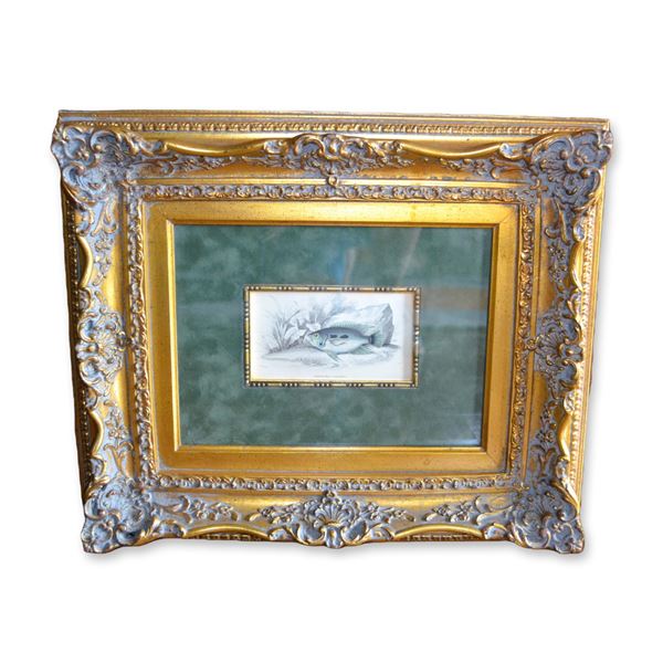 Lizars Fish Study HC Engraving, Centravchas Postratas, Custom Frame, 19th C