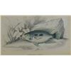 Image 2 : Lizars Fish Study HC Engraving, Centravchas Postratas, Custom Frame, 19th C