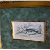 Image 3 : Lizars Fish Study HC Engraving, Centravchas Postratas, Custom Frame, 19th C