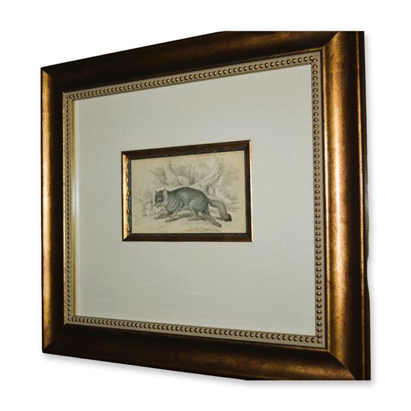 Lizars Grey Fox, Hand Colored Engraving, Custom Frame, 19th C.