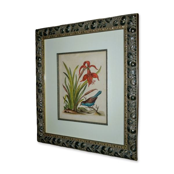 George Edwards, Lilies- Blue Belly Finch HC Copperplate Etching, Custom Frame, Circa 1748