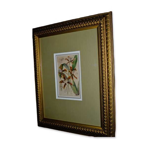 Fitch/Curtis Orchid Floral Hand Colored Engraving, Custom Frame, Circa 1840