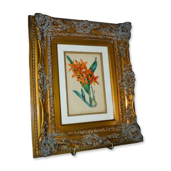 S. Holden HC Engraving Orange Floral Epidendrum Vitellinum, Custom Ornate Gold Tone Frame, 19th C
