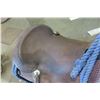 Image 5 : Billy Cook Custom Made Roping Saddle