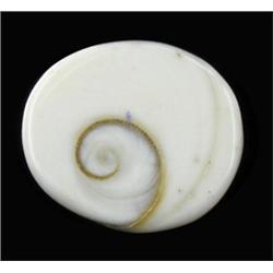 18.37ct Rare Gomti Chakra Shell (GEM-20789)