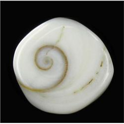 15.25ct Rare Gomti Chakra Shell (GEM-20788)