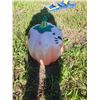 Image 2 : blow molded pumpkin - some fading