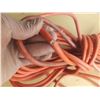 Image 6 : (2) Orange extension cords. (Untested) (Minor Cuts Seen, See Photos)
