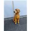 Image 2 : Ceramic dog decor