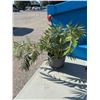 Image 1 : Artificial plant pot has a chip