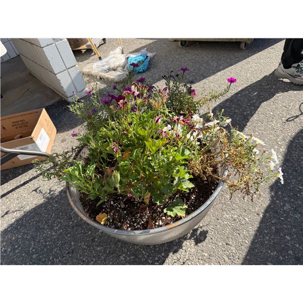 Live plant in pot