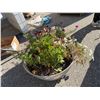 Image 1 : Live plant in pot