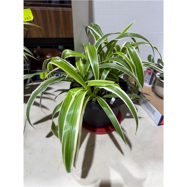 Plant