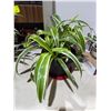 Image 1 : Plant