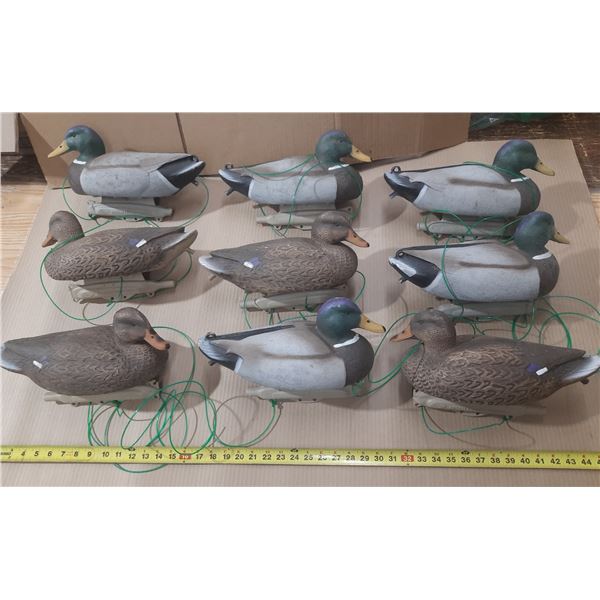 9 Sterm Front Duck Decays