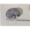 Image 3 : 1 stone carving - walrus